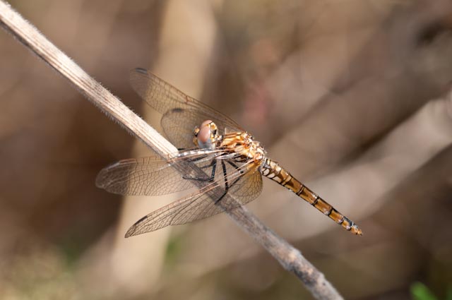 odonato 14 - Trithemis annulata